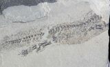 Permian Branchiosaur (Amphibian) Fossil - Very Nice #42794-2